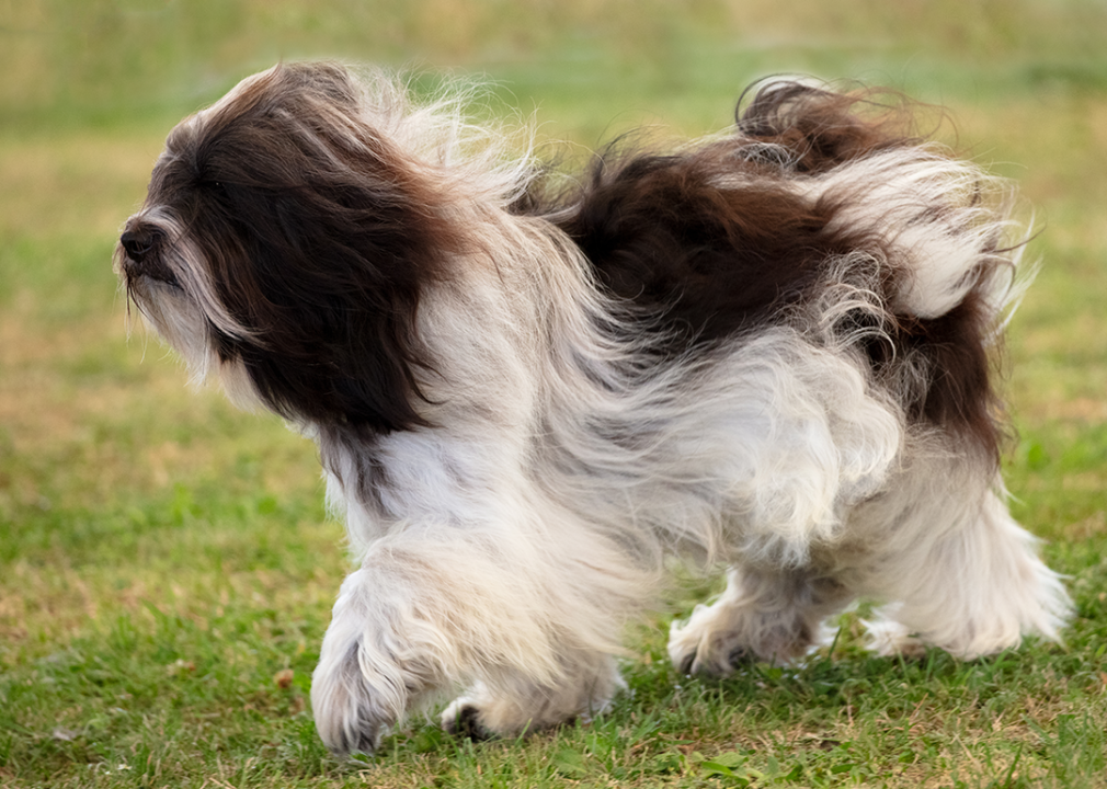 #21. Polish lowland sheepdog